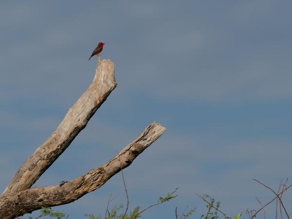 Scharlaken tiran (Pyrocephalus rubinus)